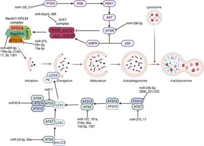 The MicroRNA-Based Strategies to Combat Cancer Chemoresistance via Regulating Autophagy